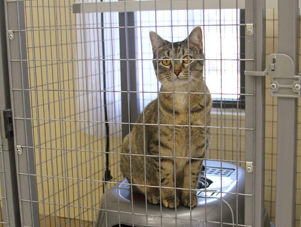 Cat at Atchison Humane Society